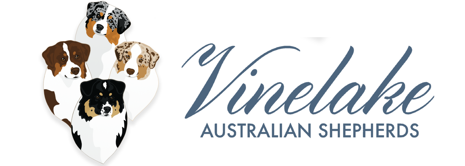 Vinelake Australian Shepherds