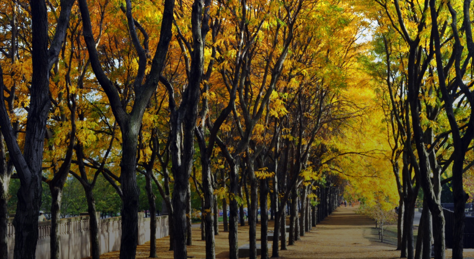 Fall color in downtown.jpg