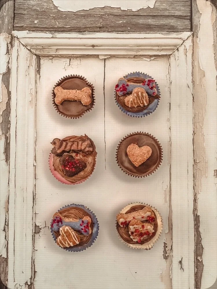 elevated enzymes in dogs