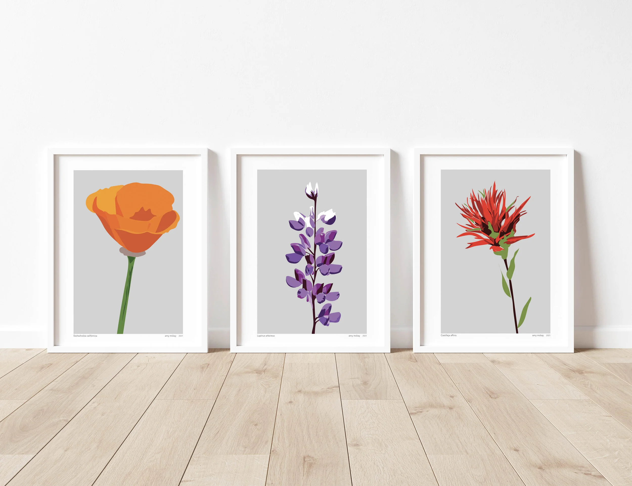 Poppy Illustration — amy mckay artist