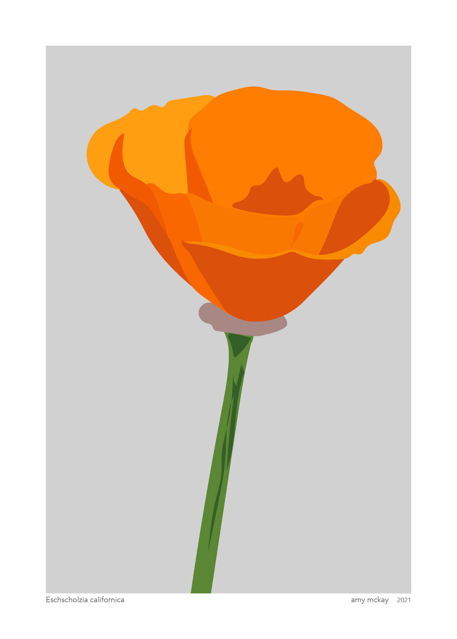 Poppy Illustration — amy mckay artist