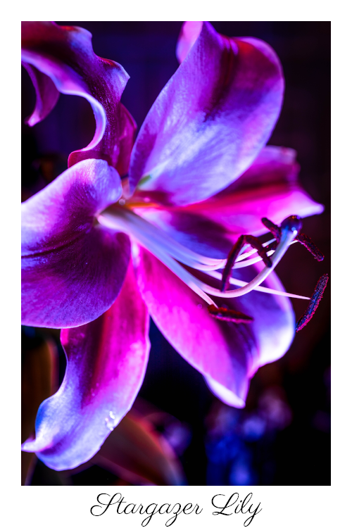 Lily♡　 Longfield Gardens Lily Collections, 40-count | Costco