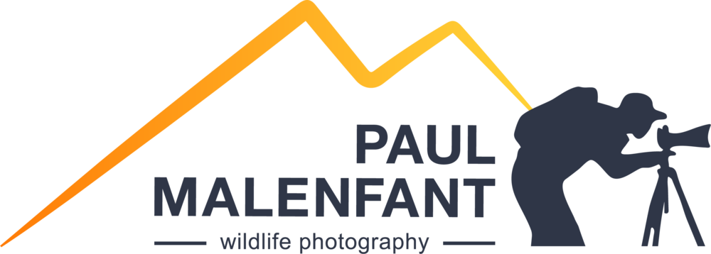 Paul Malenfant Wildlife Photography