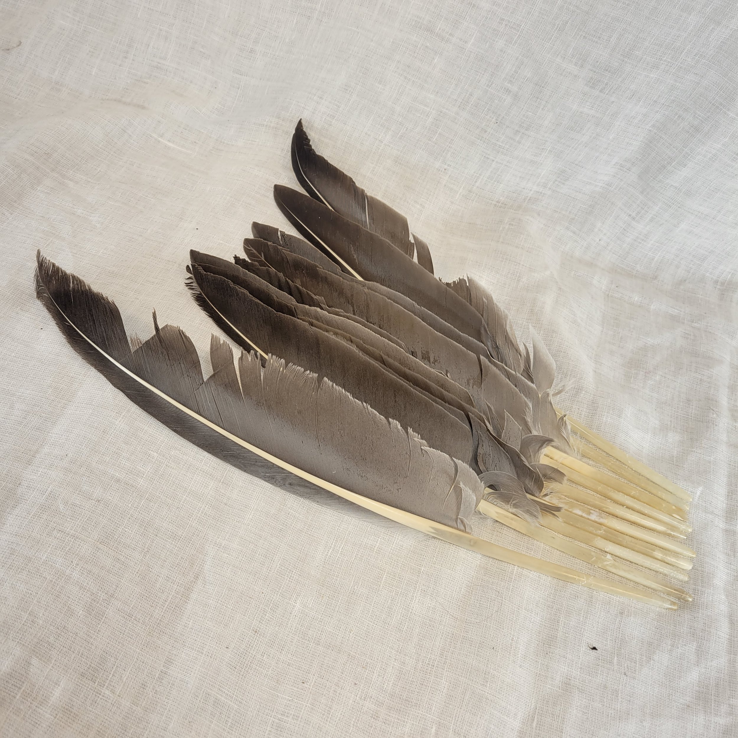 Unhardened and Uncut Goose Quills — Scribal Work Shop