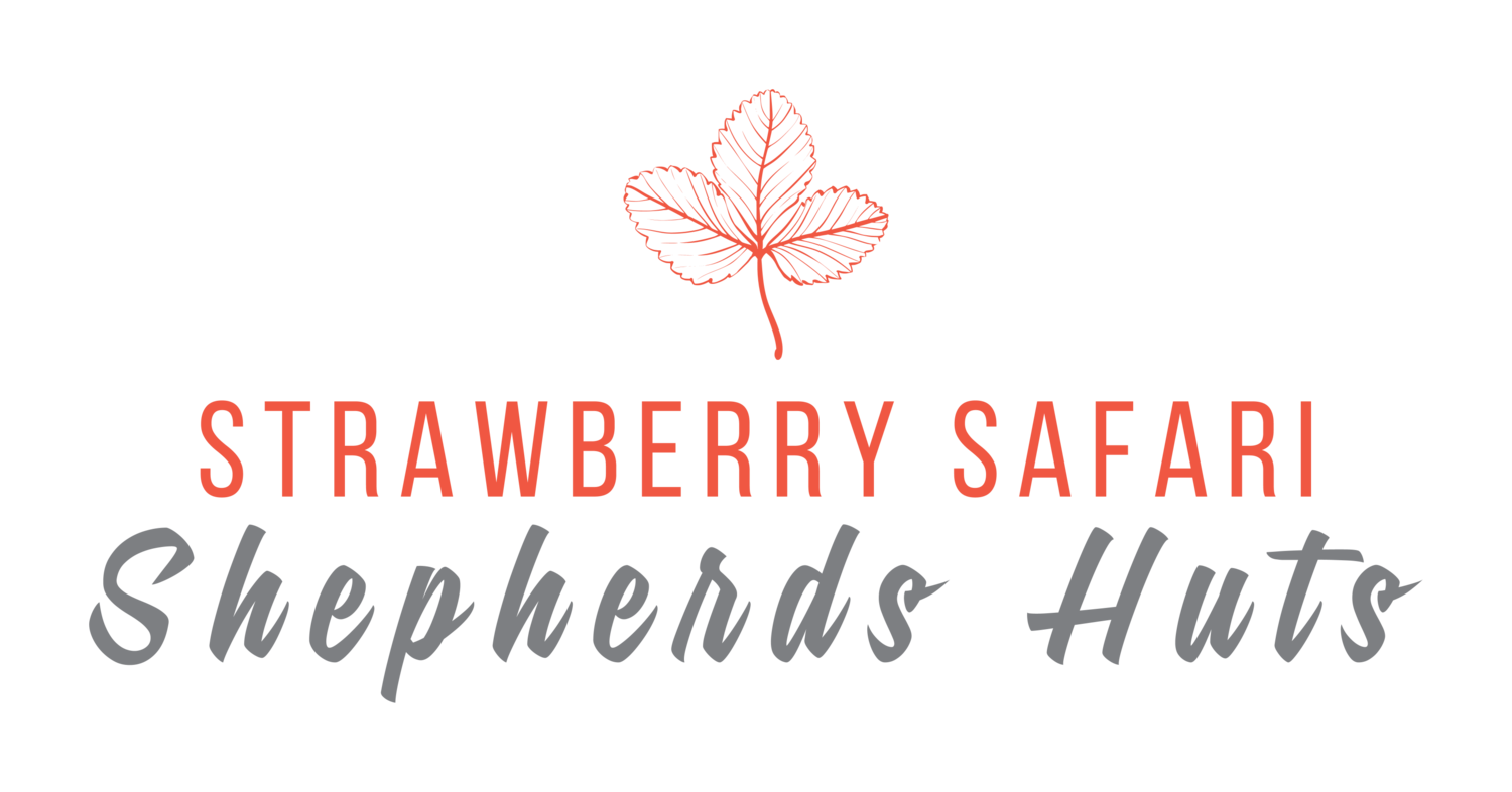 Strawberry Safari