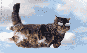 a-cat-gif-flying_cat