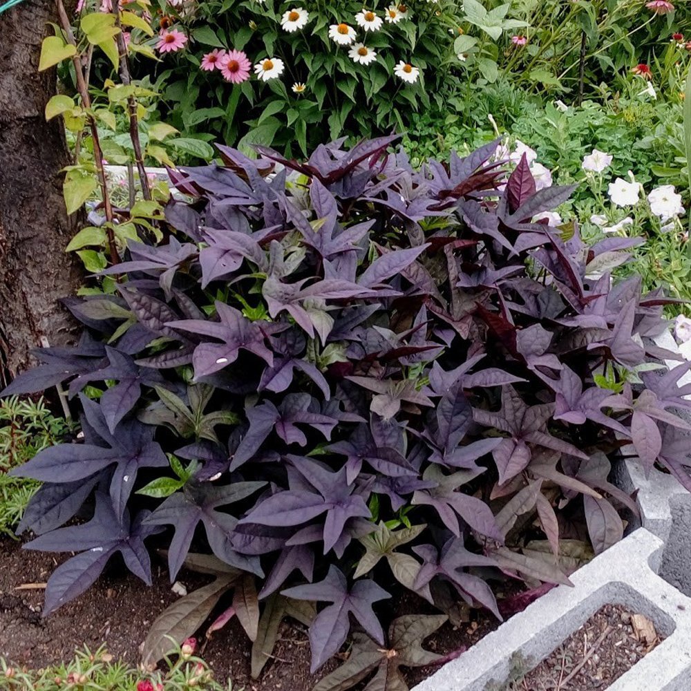sweet potato vine — wild roots greenhouse & market