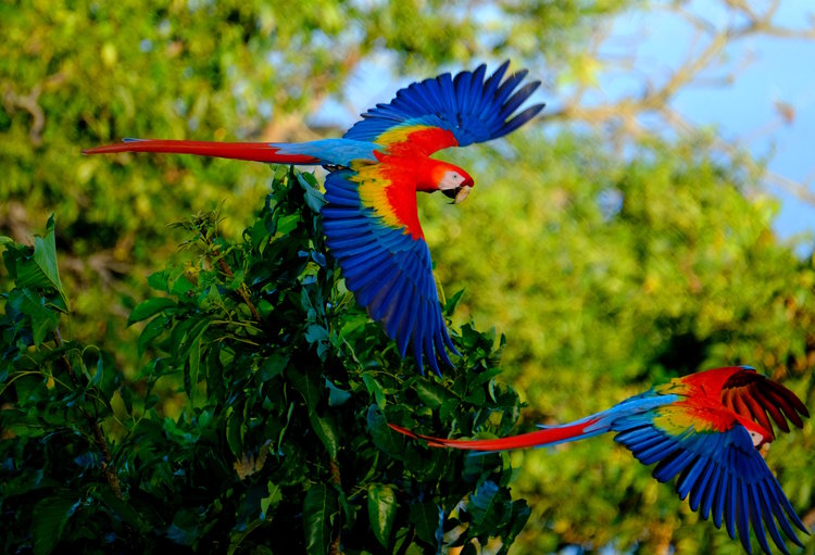 Birding With Camera and Paint