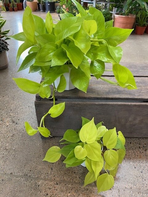 Philodendron Neon & Neon Pothos — Bestow, Indoor plants, succulents,  cactus, and rare species. Locally made pottery, jewelry & more.