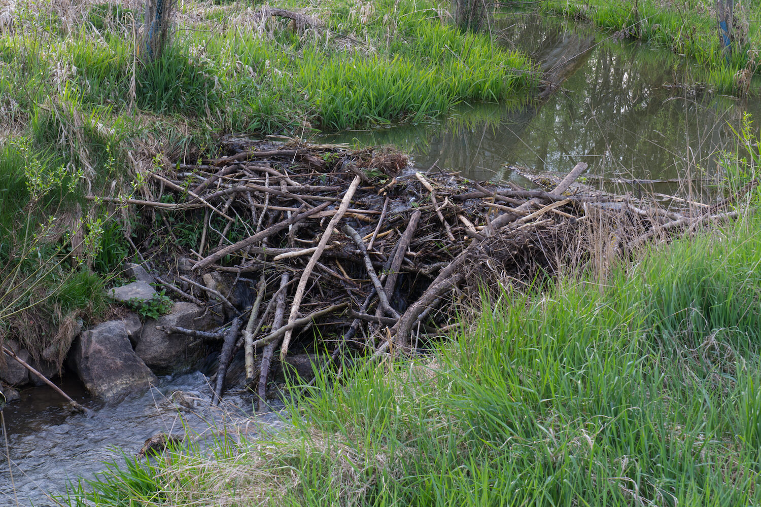 Beaver creek nudist kamas