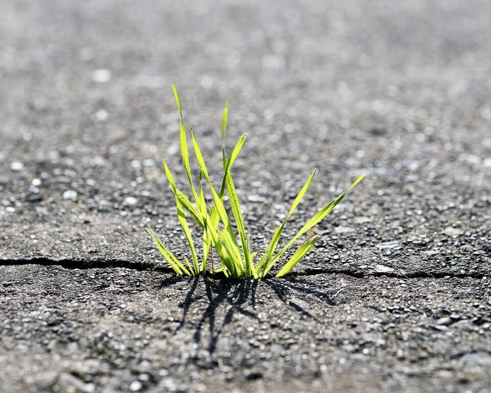 GrassInSidewalk.jpg