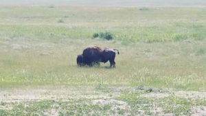 buffalo grazing