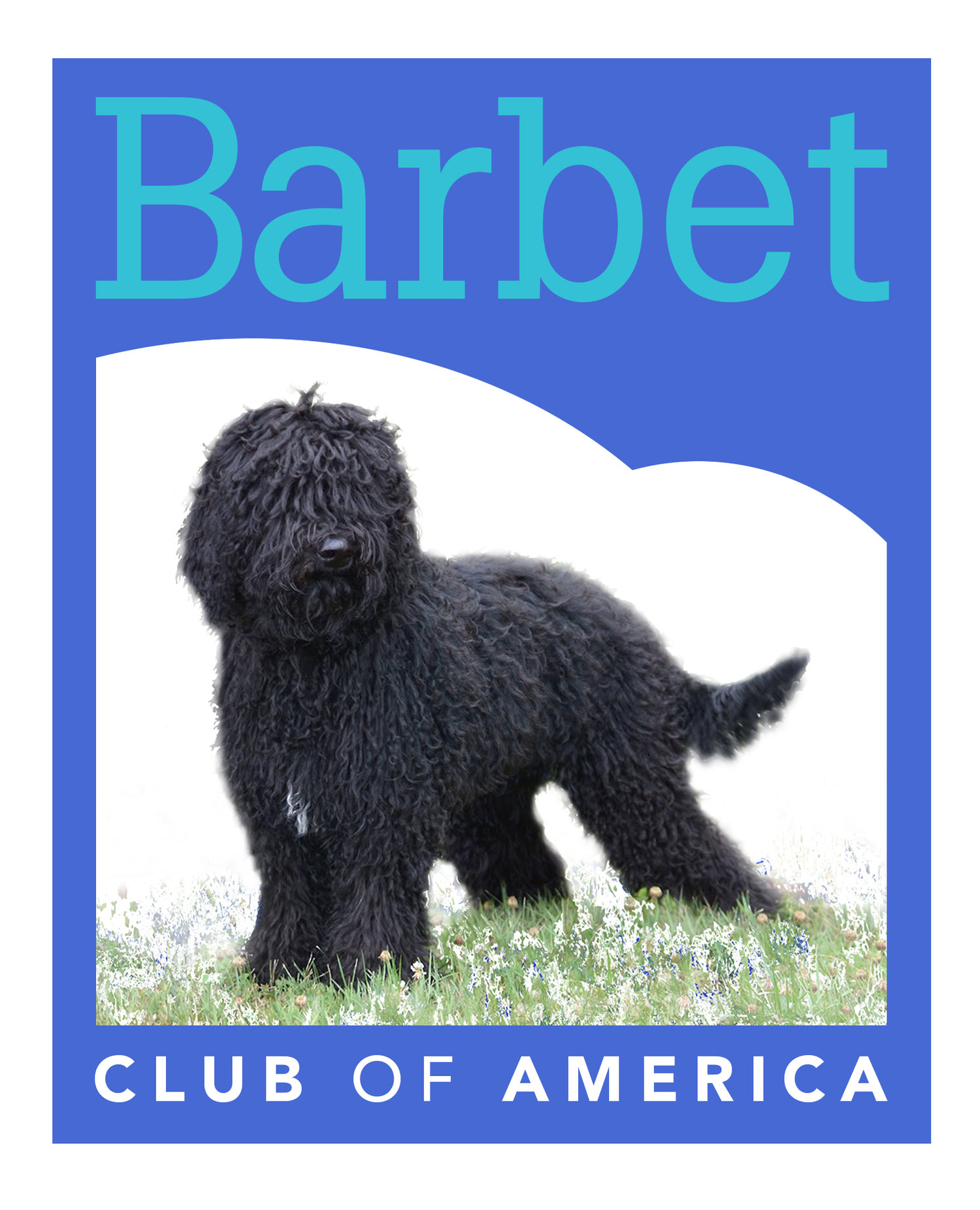 Barbet Club of America - Official Site