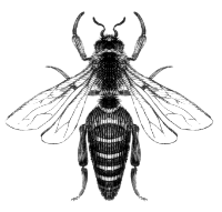 Bee Friendly Apiary