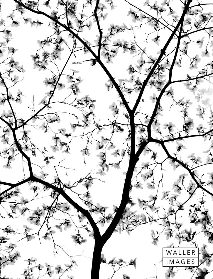 flowers in the tree abstract black and white waller images abstract black and white