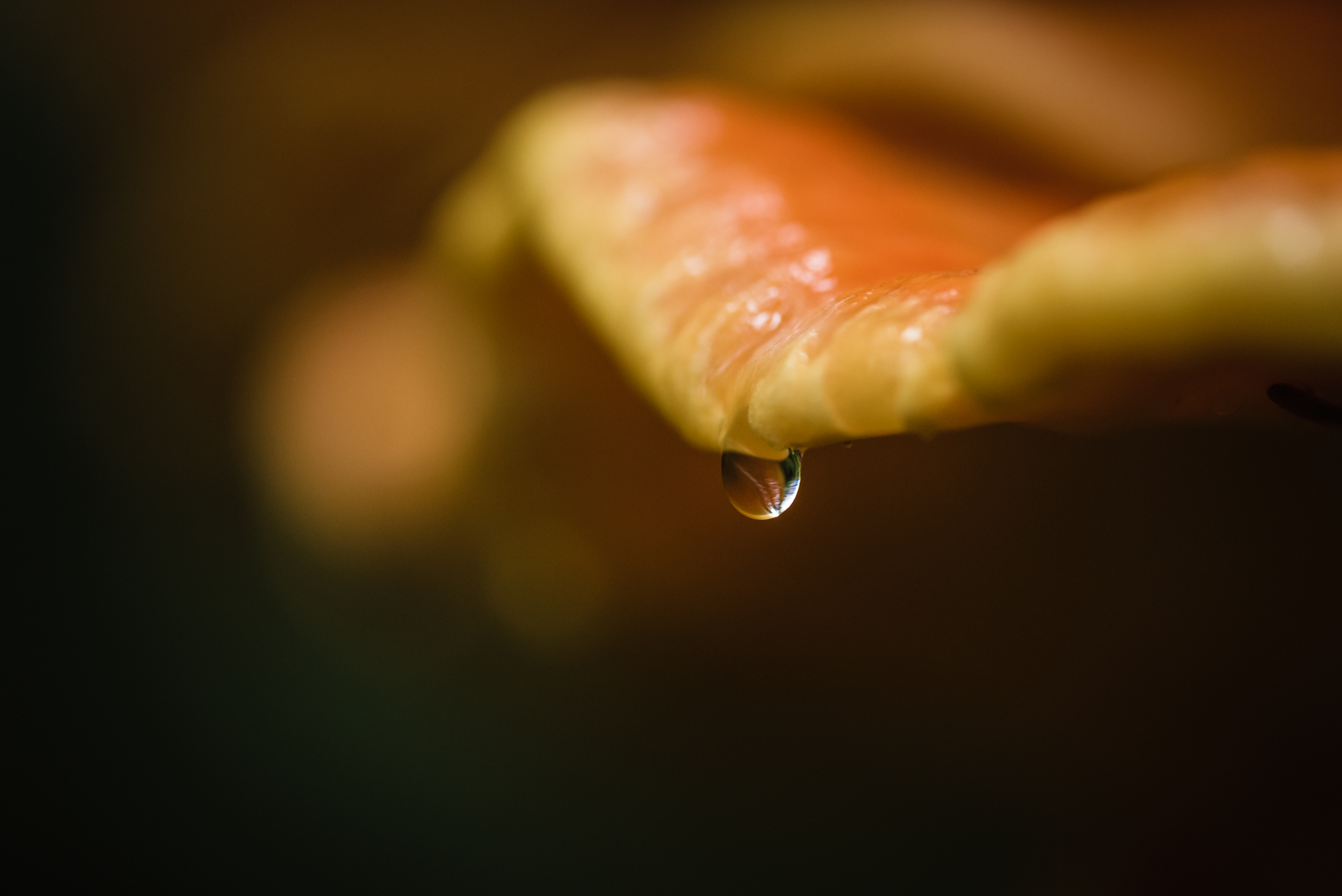 旅游摄影,俄勒冈雨林,