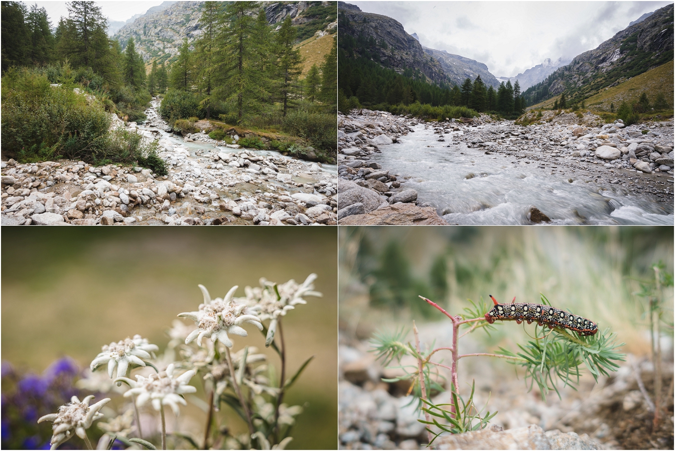 -Jennifer-Carr-Photography-10_Collage.jpg