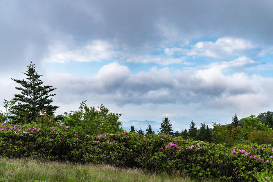 20170613-Roan-Mountain-NC--Jennifer-Carr-Photography-1.jpg