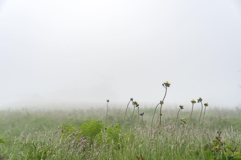 20170613-Roan-Mountain-NC--Jennifer-Carr-Photography-2.jpg