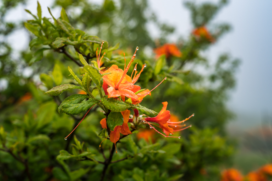 20170613-Roan-Mountain-NC--Jennifer-Carr-Photography-5.jpg