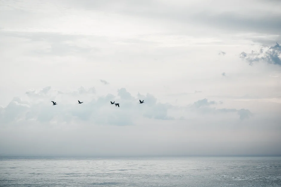 bird,大西洋,哈特拉斯角国家海岸