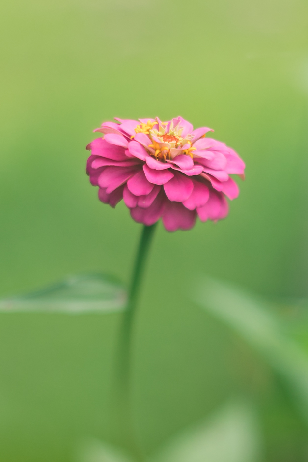 Freelense,freelensing,摄影,相机,花卉,园林自然,粉红色,百日草