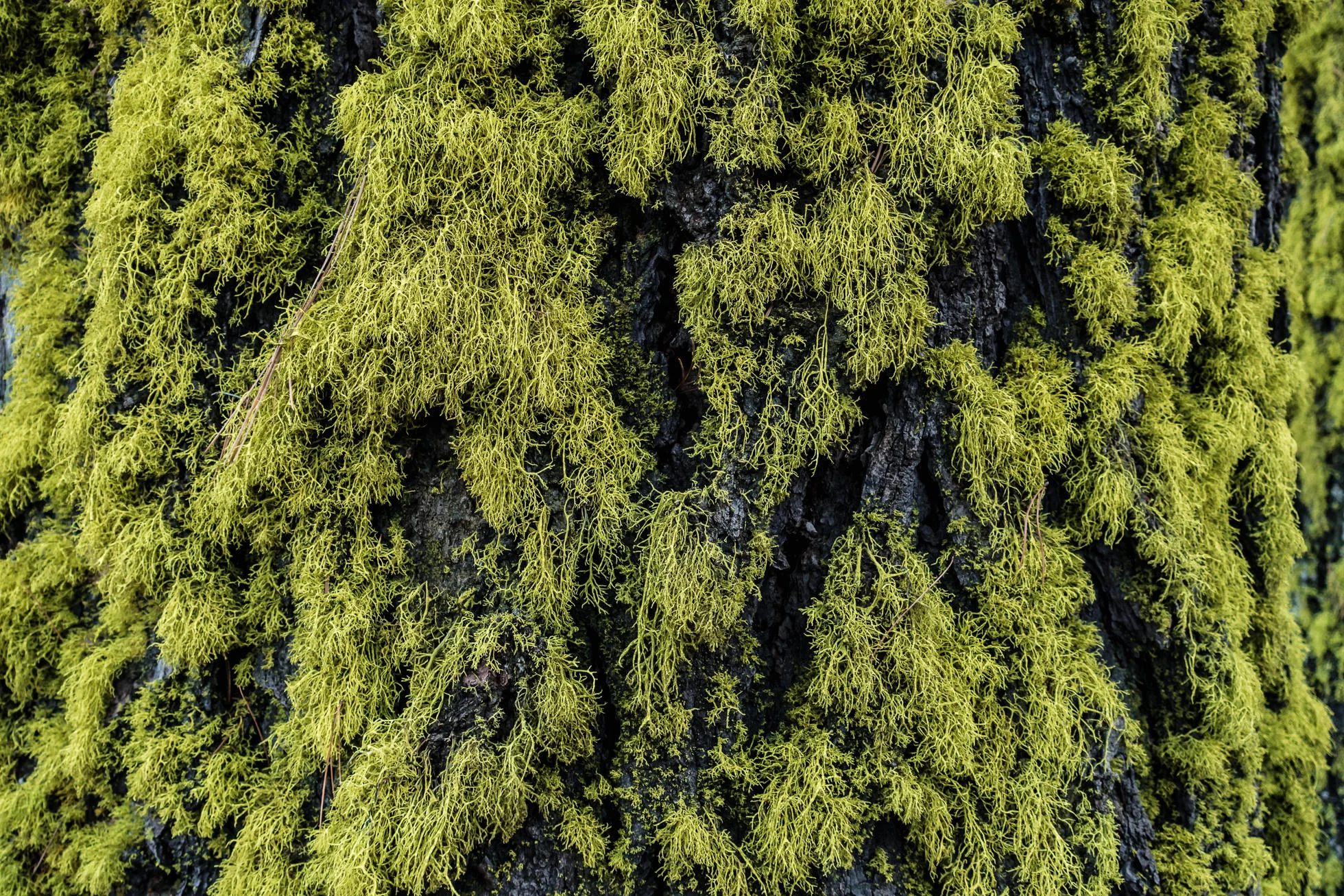 优胜美地国家公园,发现自然,自然形态,自然美景