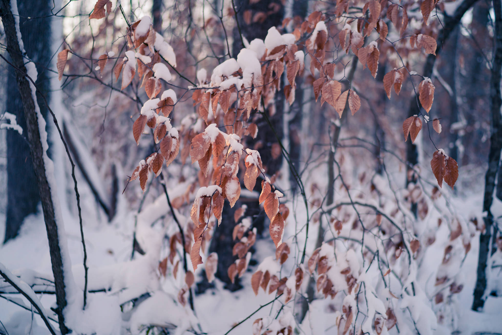 雪在弗吉尼亚海滩