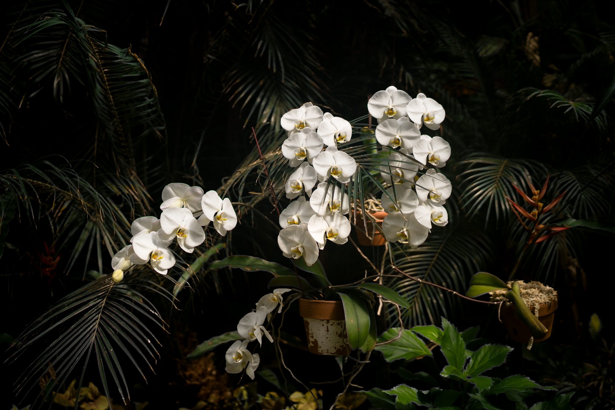 诺福克植物园兰花温室