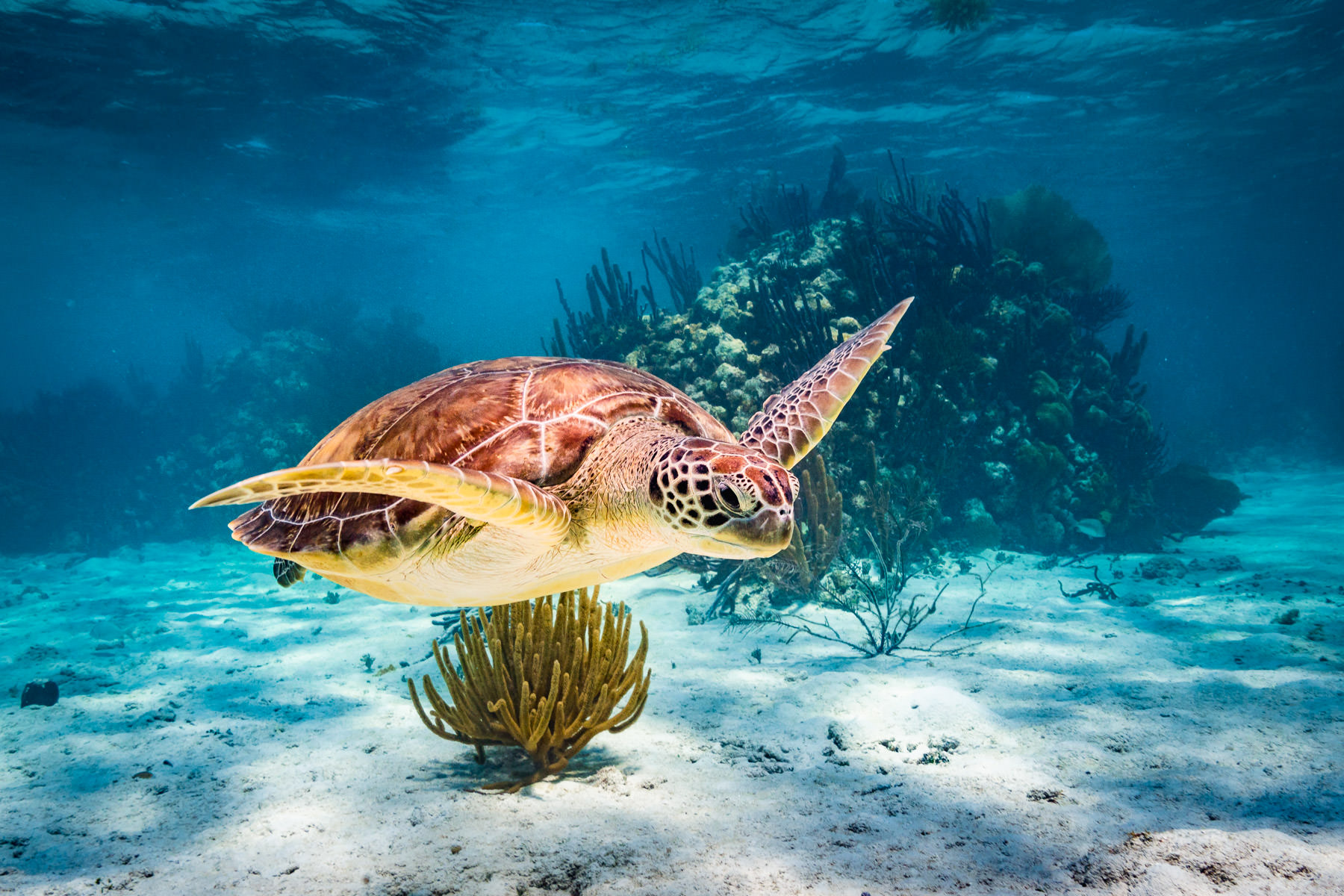 2018.05.02 Snorkling Berize -206.jpg