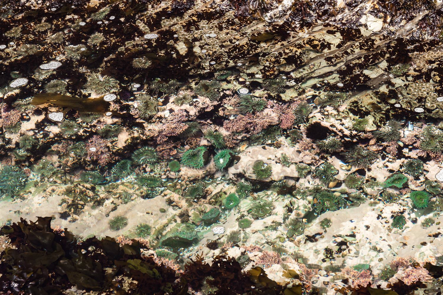 Montana de Oro State Park 加利福尼亚州 ©詹妮弗·卡尔摄影-72.jpg