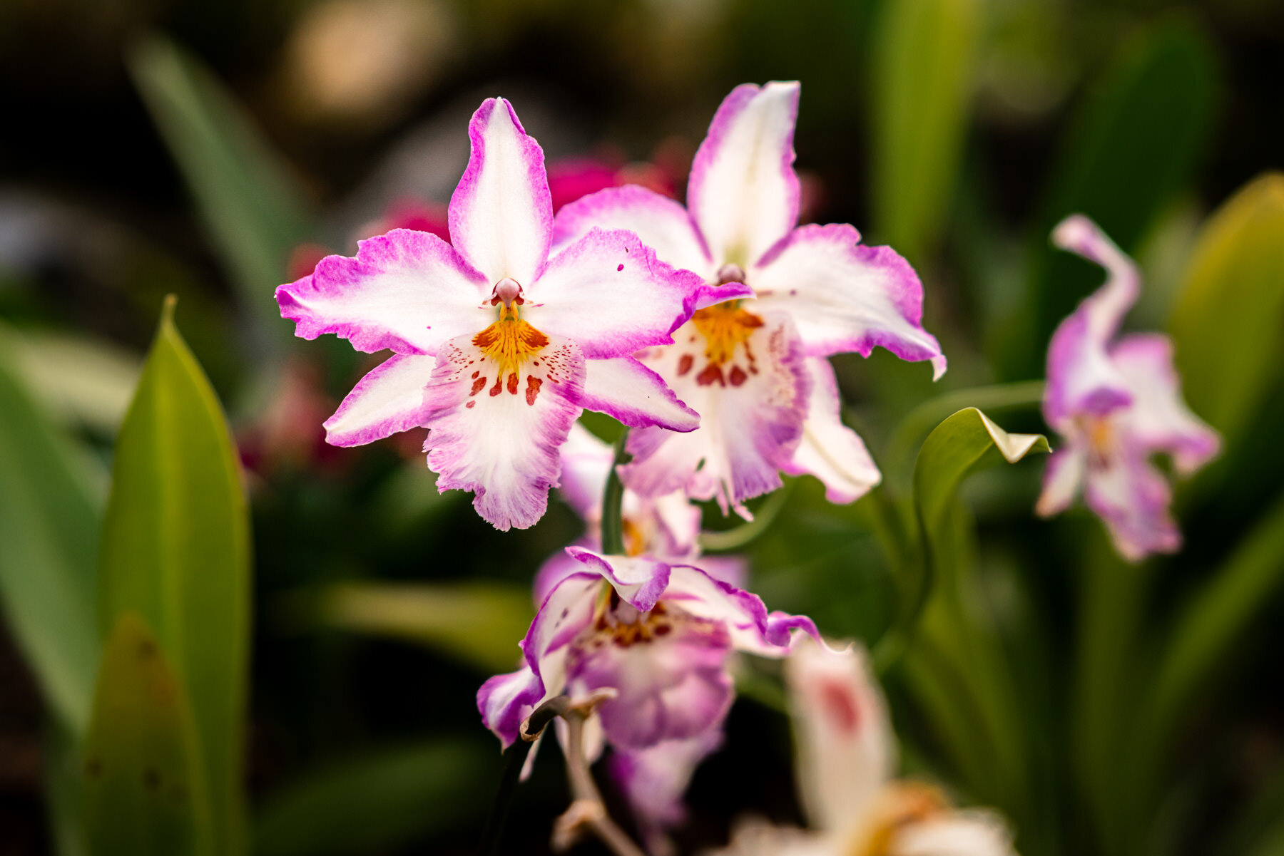 2018.08.24 Odontioda Quito Botanical Gardens ©詹妮弗·卡尔摄影-18.jpg