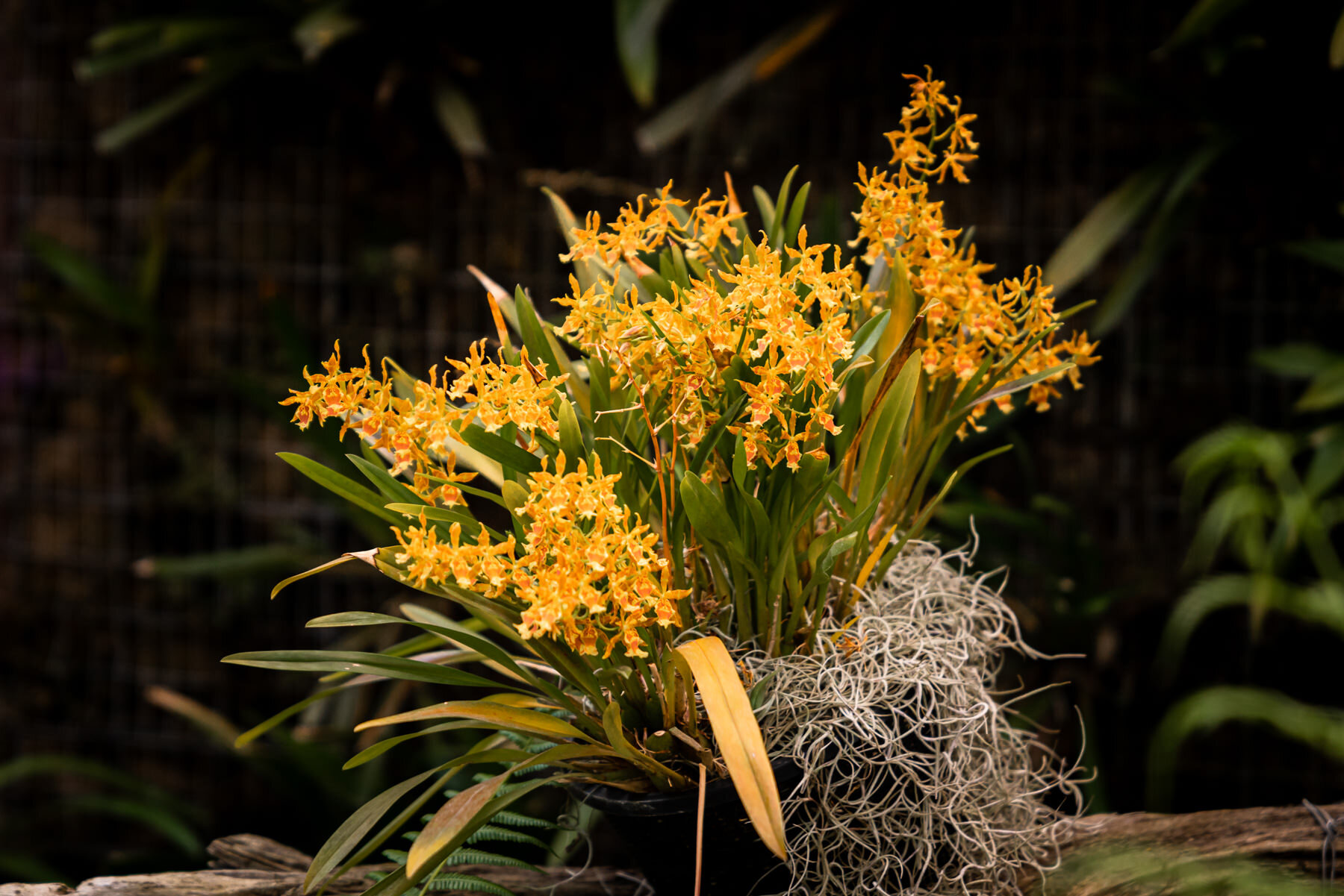 2018.08.24 Quito Botanical Gardens ©詹妮弗·卡尔摄影-3.jpg