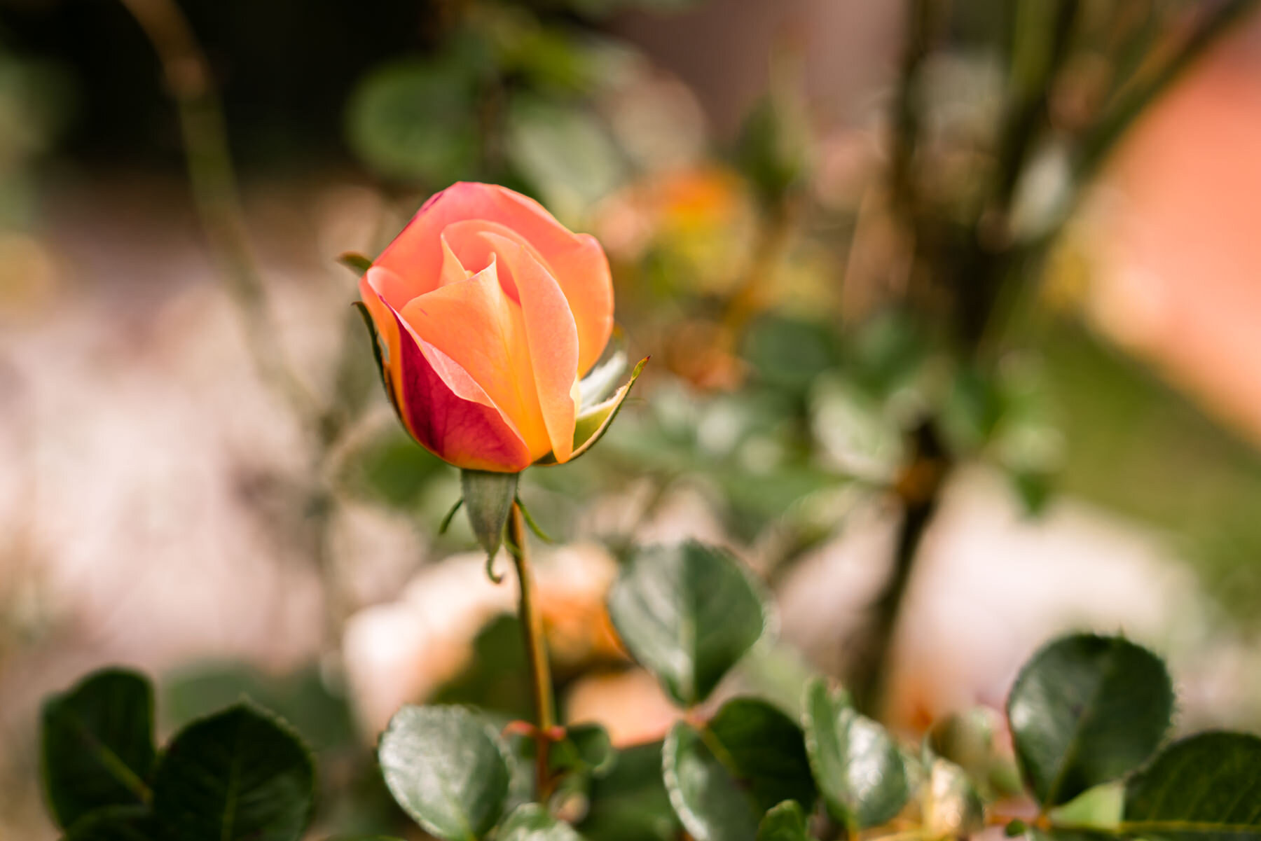 2018.08.24 Quito Botanical Gardens ©詹妮弗·卡尔摄影-6.jpg