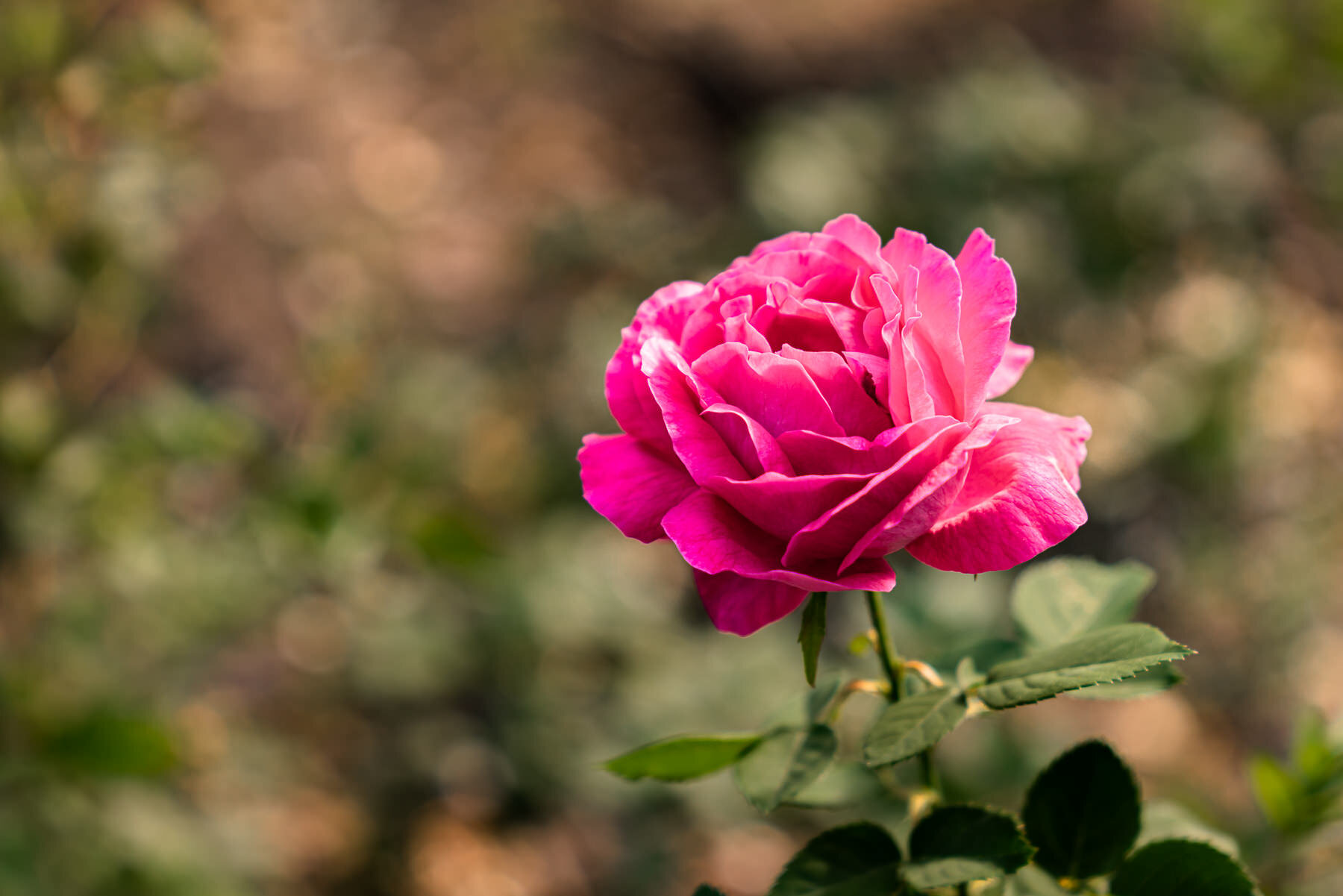 2018.08.24 Quito Botanical Gardens ©詹妮弗·卡尔摄影-11.jpg