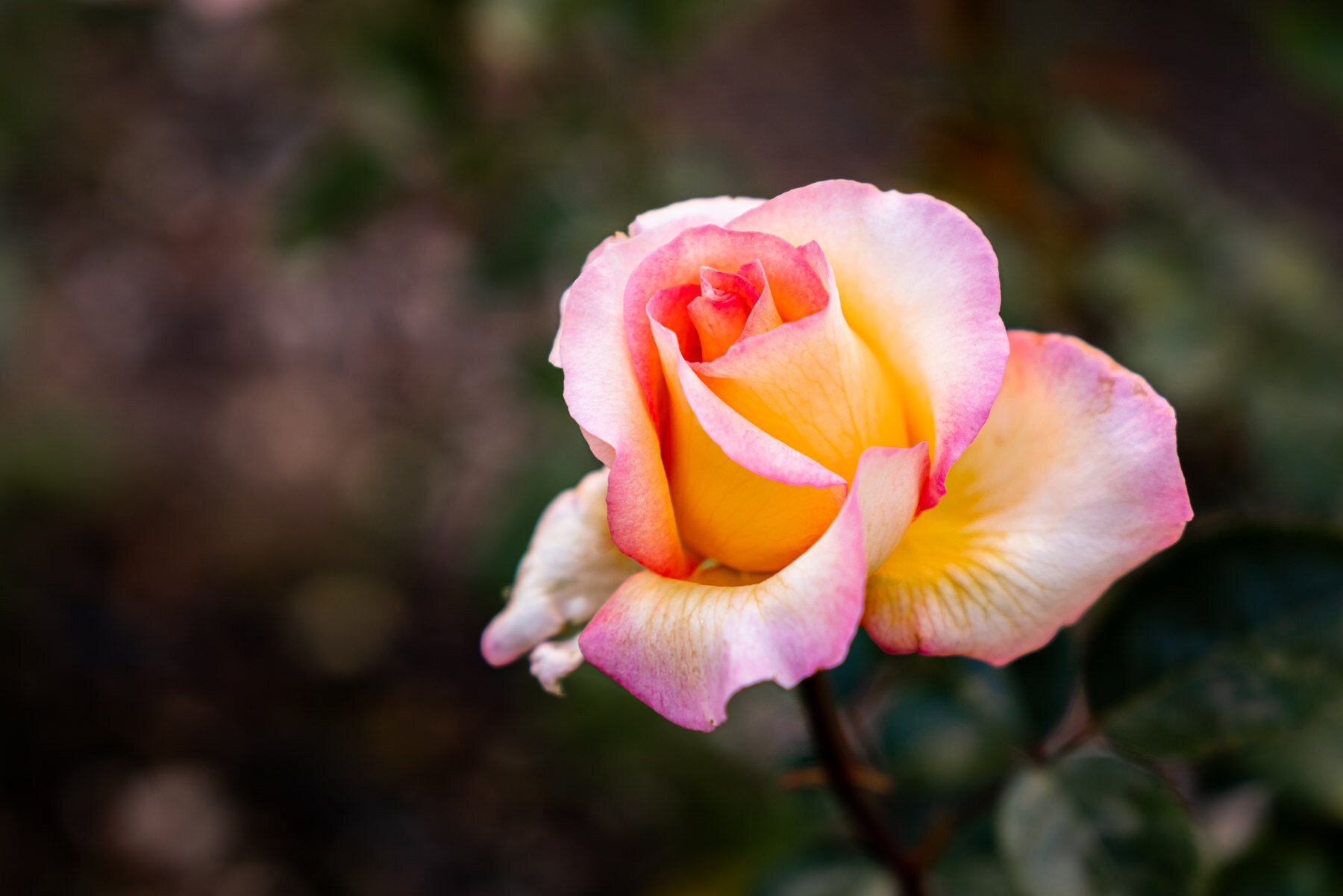 2018.08.24 Quito Botanical Gardens ©詹妮弗·卡尔摄影-12.jpg