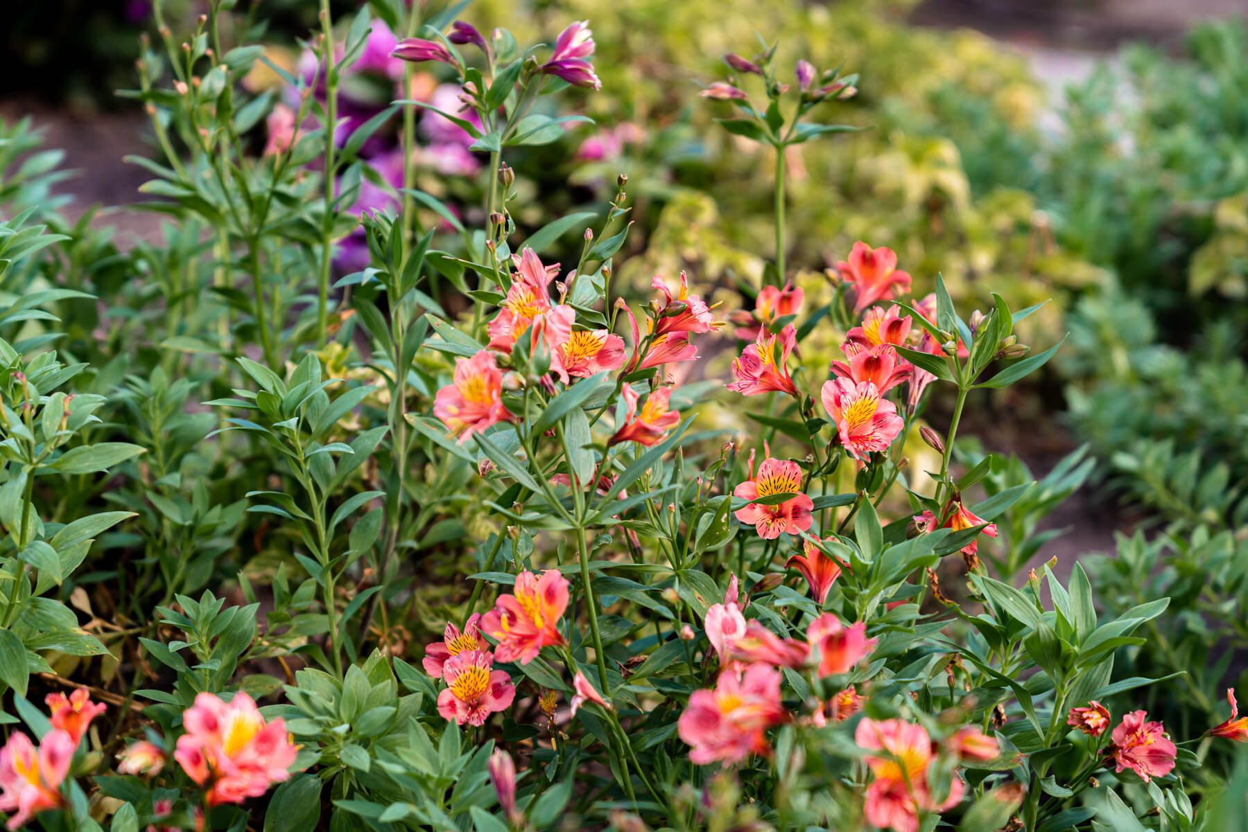 2018.08.24 Quito Botanical Gardens ©詹妮弗·卡尔摄影-13.jpg