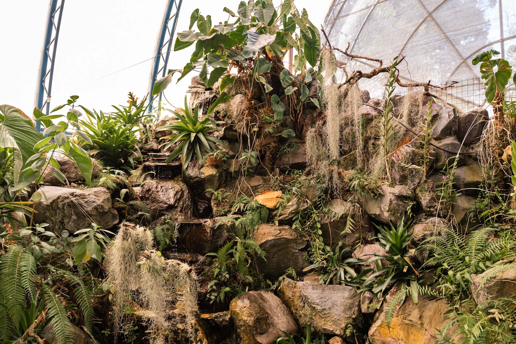 2018.08.24 Quito Botanical Gardens ©詹妮弗·卡尔摄影-20.jpg