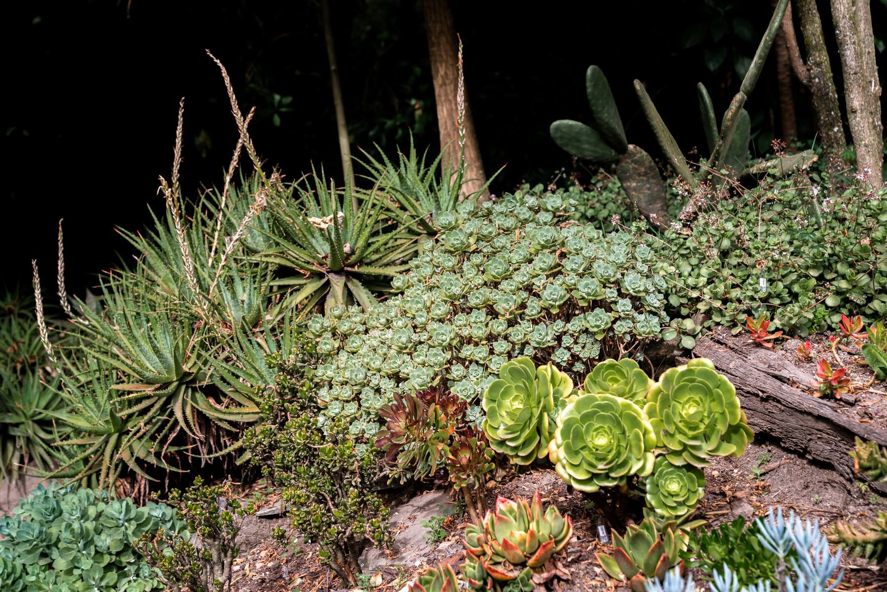 2018.08.24 Quito Botanical Gardens ©詹妮弗·卡尔摄影-29.jpg