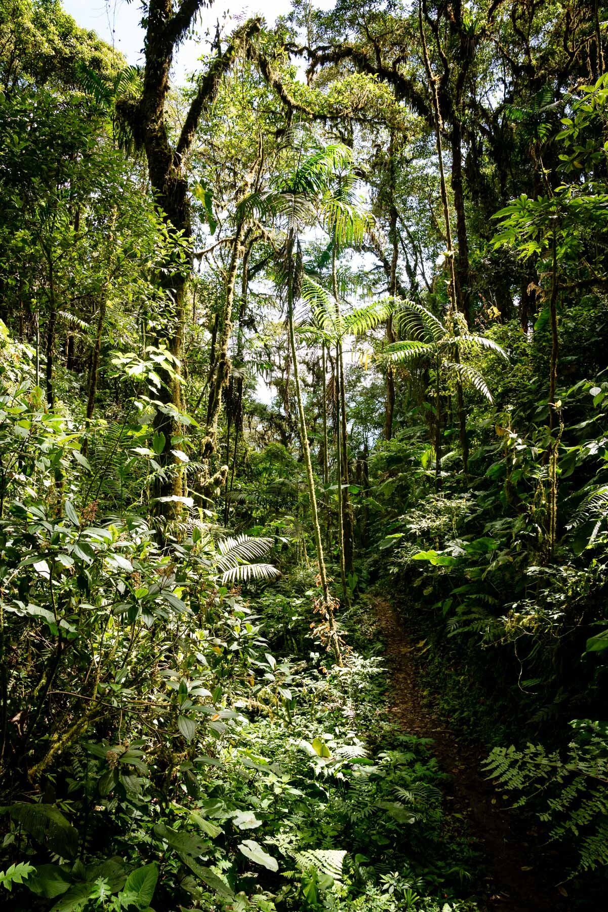 2018.08.25 天天竞猜网 Cloud Forest Bellavista ©詹妮弗·卡尔摄影-4-33.jpg