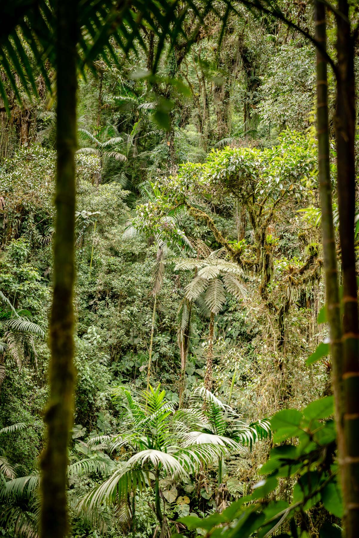 2018.08.25 天天竞猜网 Cloud Forest Bellavista ©詹妮弗·卡尔摄影-6-35.jpg