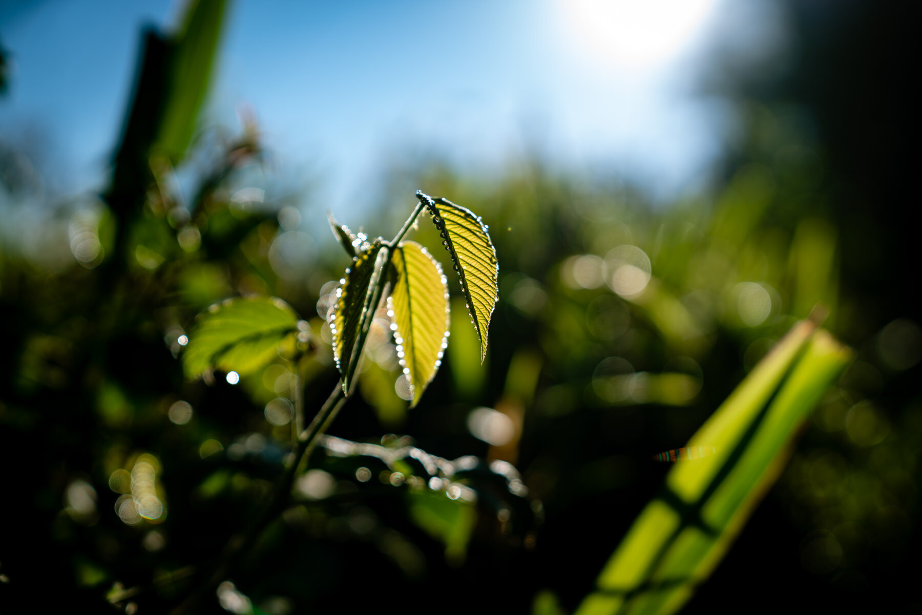 2018.08.27 天天竞猜网 Cloud Forest Bellavista ©詹妮弗·卡尔摄影-16-37.jpg