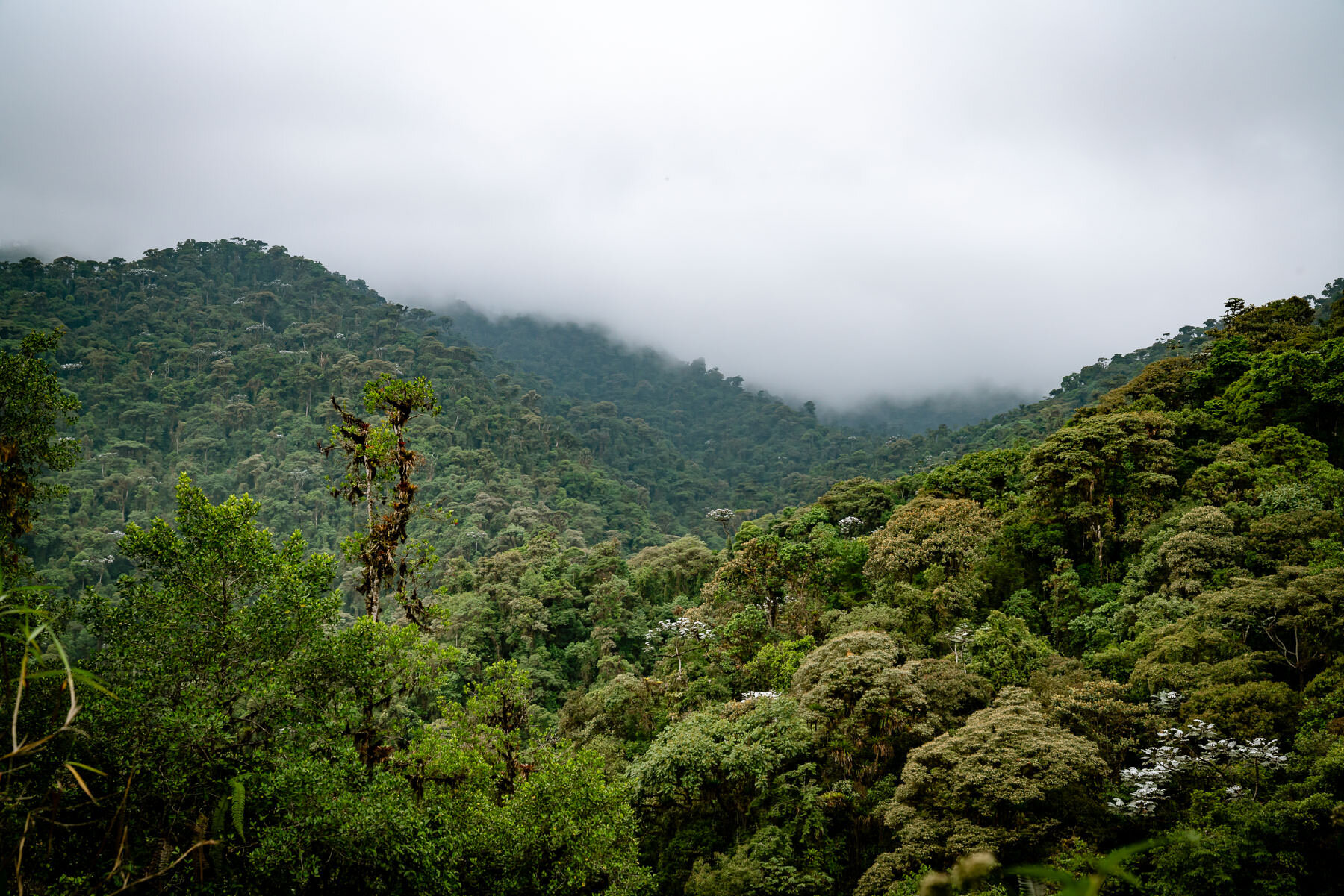 2018.08.27 天天竞猜网 Cloud Forest Bellavista ©詹妮弗·卡尔摄影-61-66.jpg