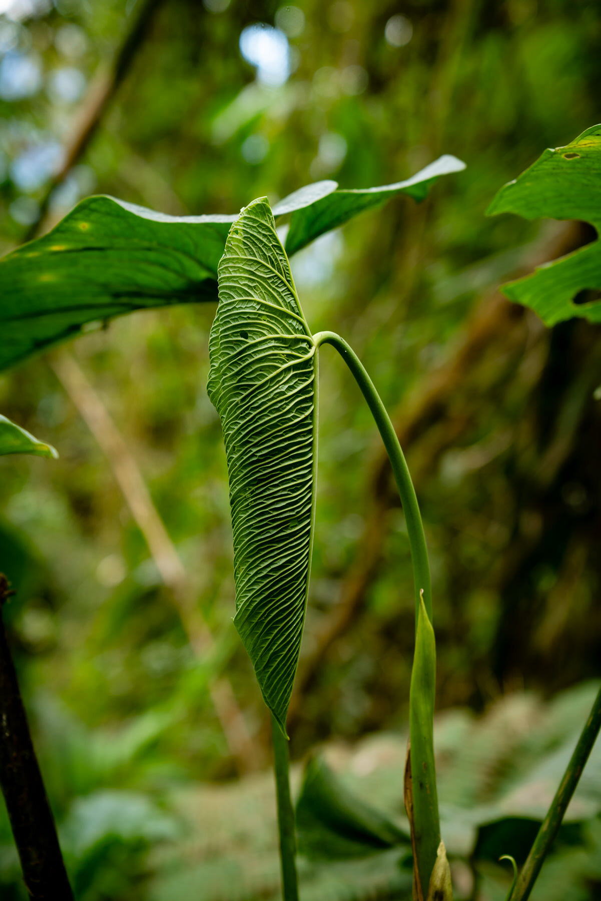 2018.08.27 天天竞猜网 Cloud Forest Bellavista ©詹妮弗·卡尔摄影-42-55.jpg