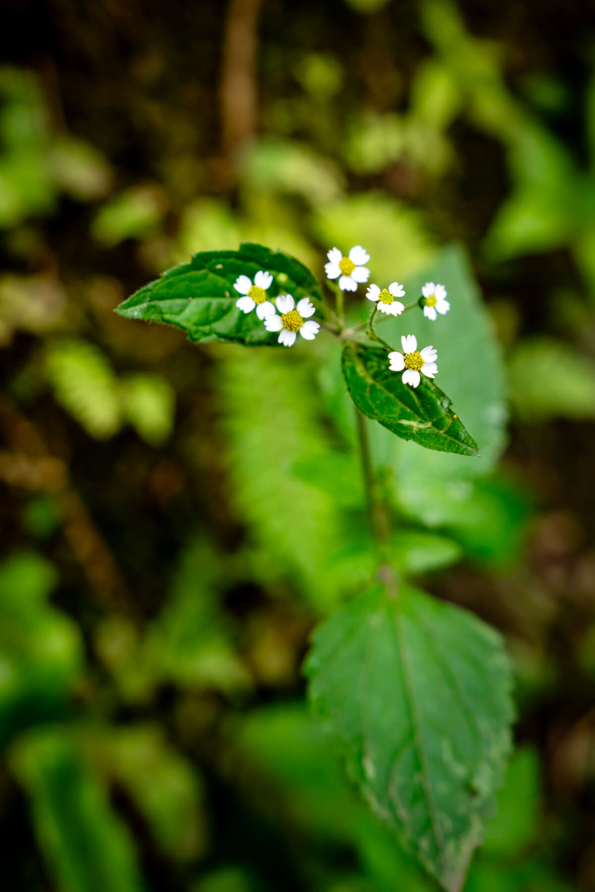 2018.08.27 天天竞猜网 Cloud Forest Bellavista ©詹妮弗·卡尔摄影-45-58.jpg