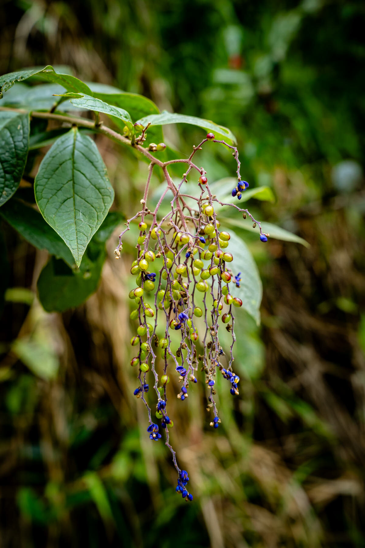 2018.08.27 天天竞猜网 Cloud Forest Bellavista ©詹妮弗·卡尔摄影-54-63.jpg