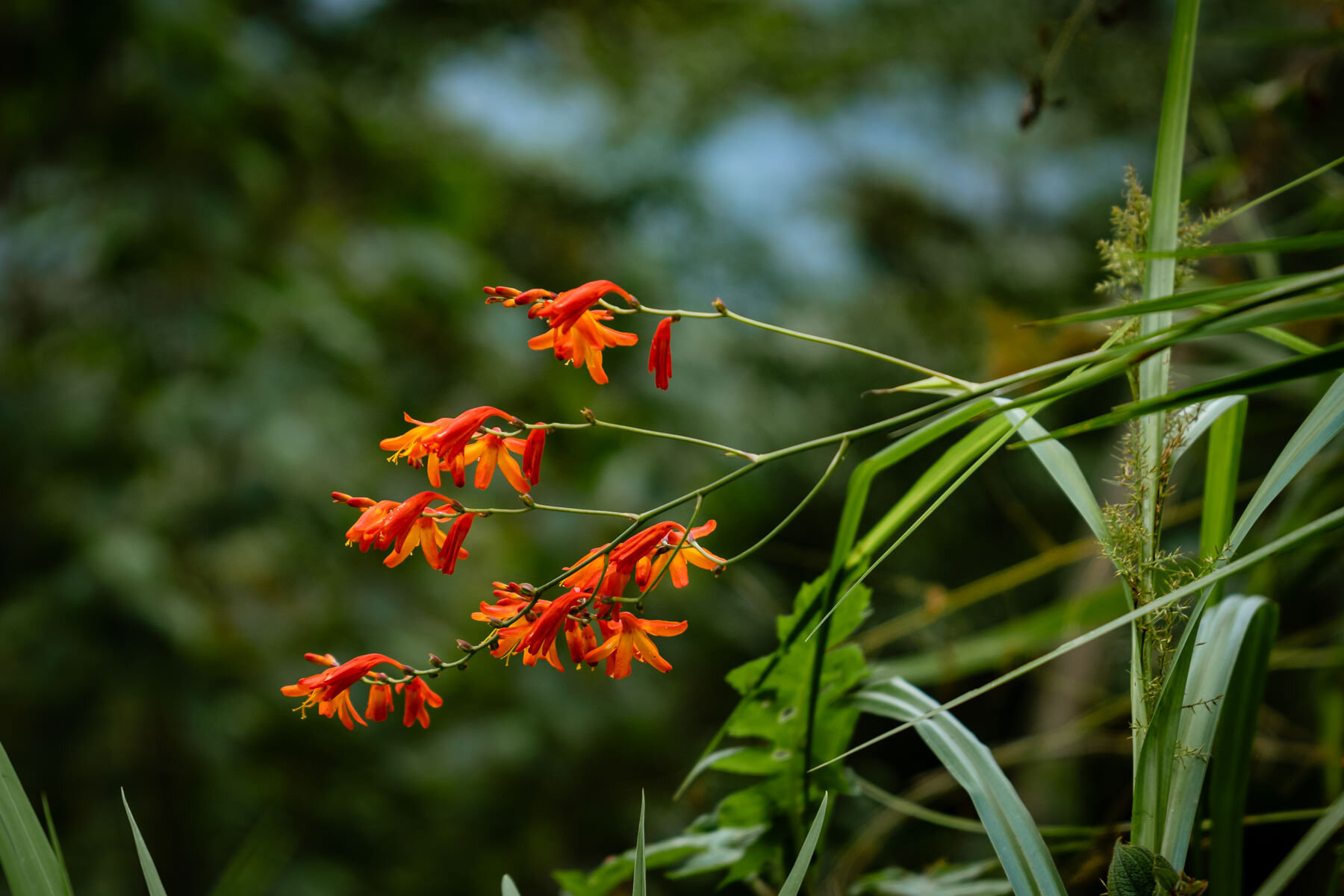 2018.08.25 天天竞猜网 Cloud Forest Bellavista ©詹妮弗·卡尔摄影-24-51.jpg