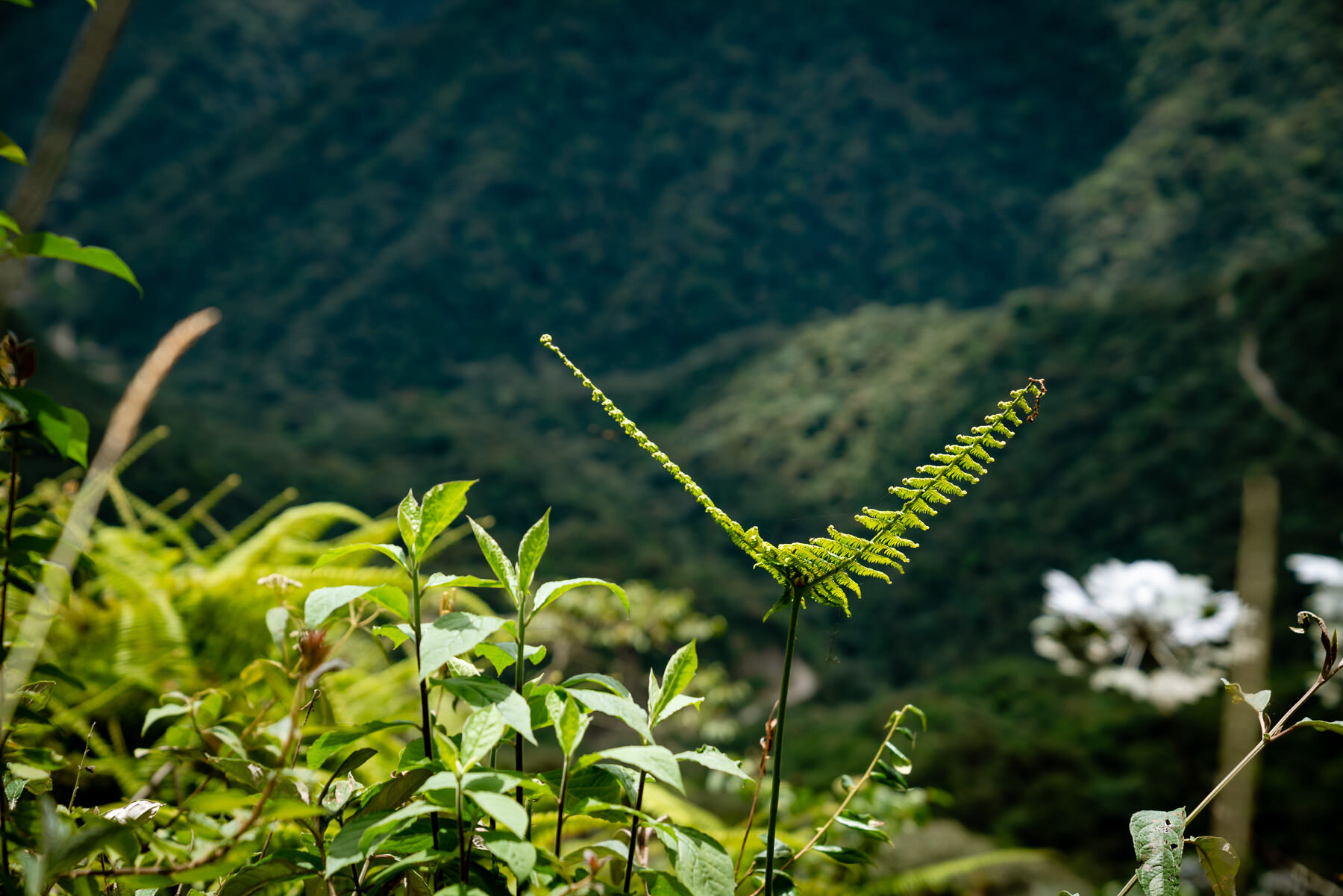2018.08.27 天天竞猜网 Cloud Forest Bellavista ©詹妮弗·卡尔摄影-51-61.jpg