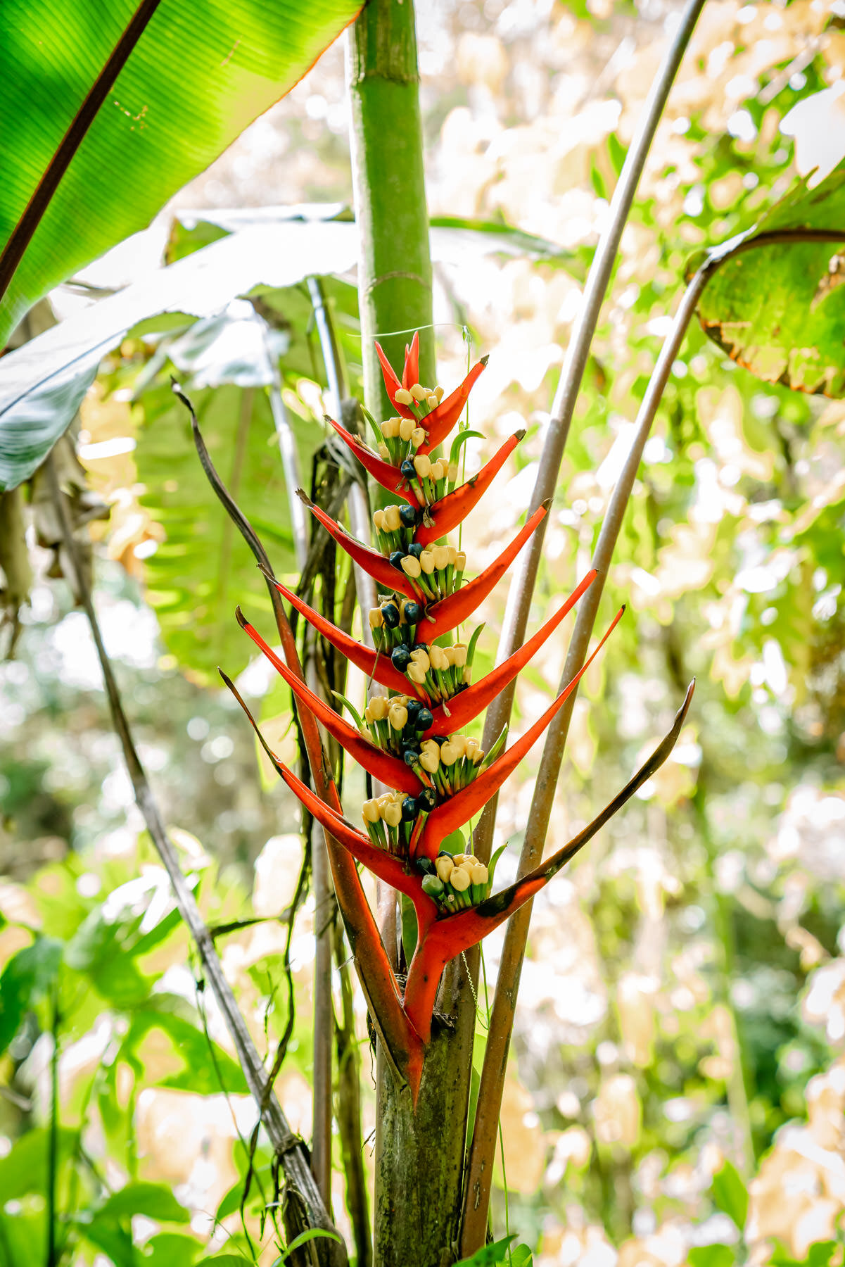 Heliconia