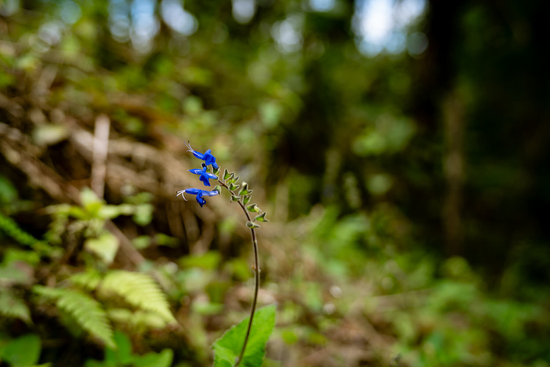 蓝常春藤鼠尾草,丹参